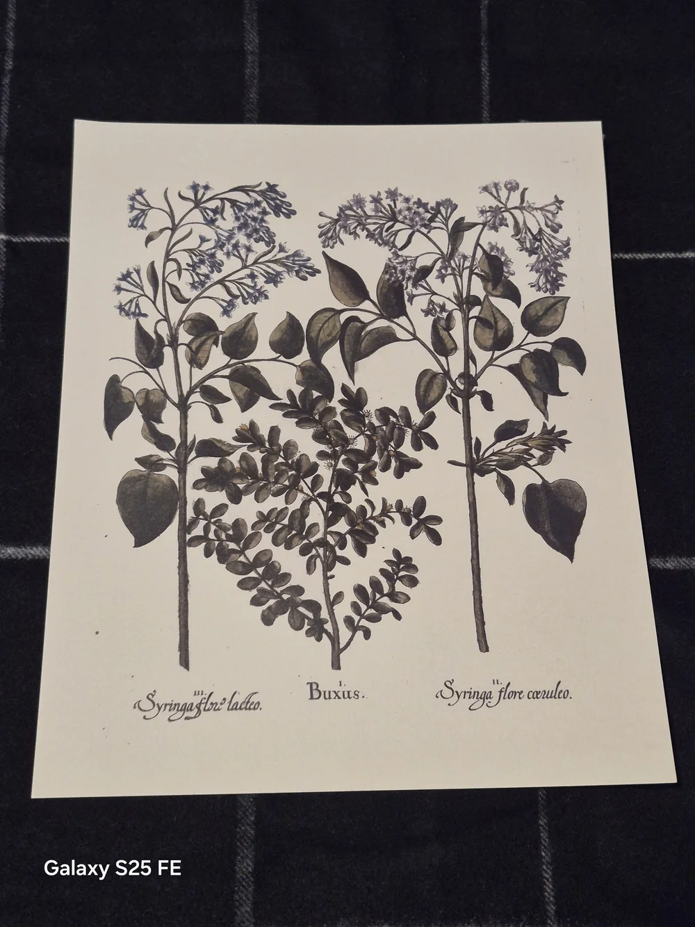 10x8 Basilius Besler Botanical Art Print Hortus Eystettensis Lilac & Boxwood